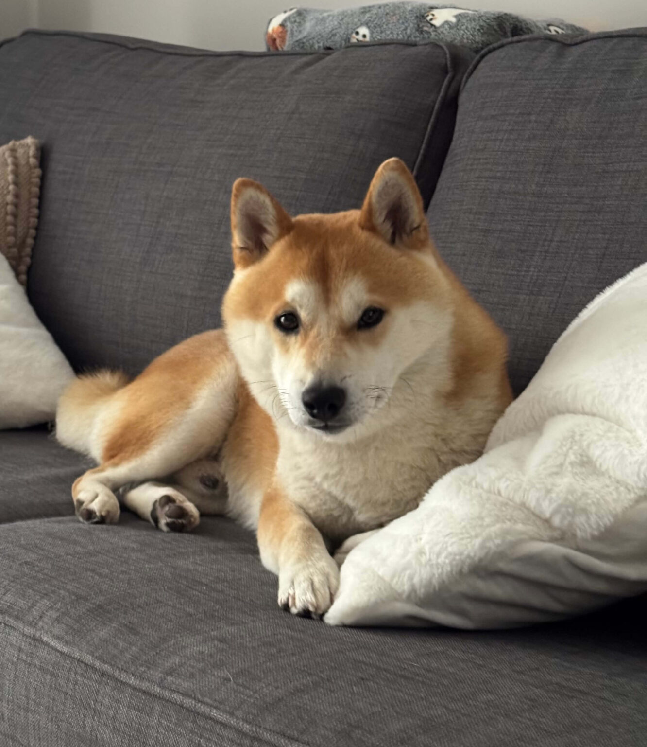 Pies skiba inu podczas konsultacji behawioralnej w Kluczborku