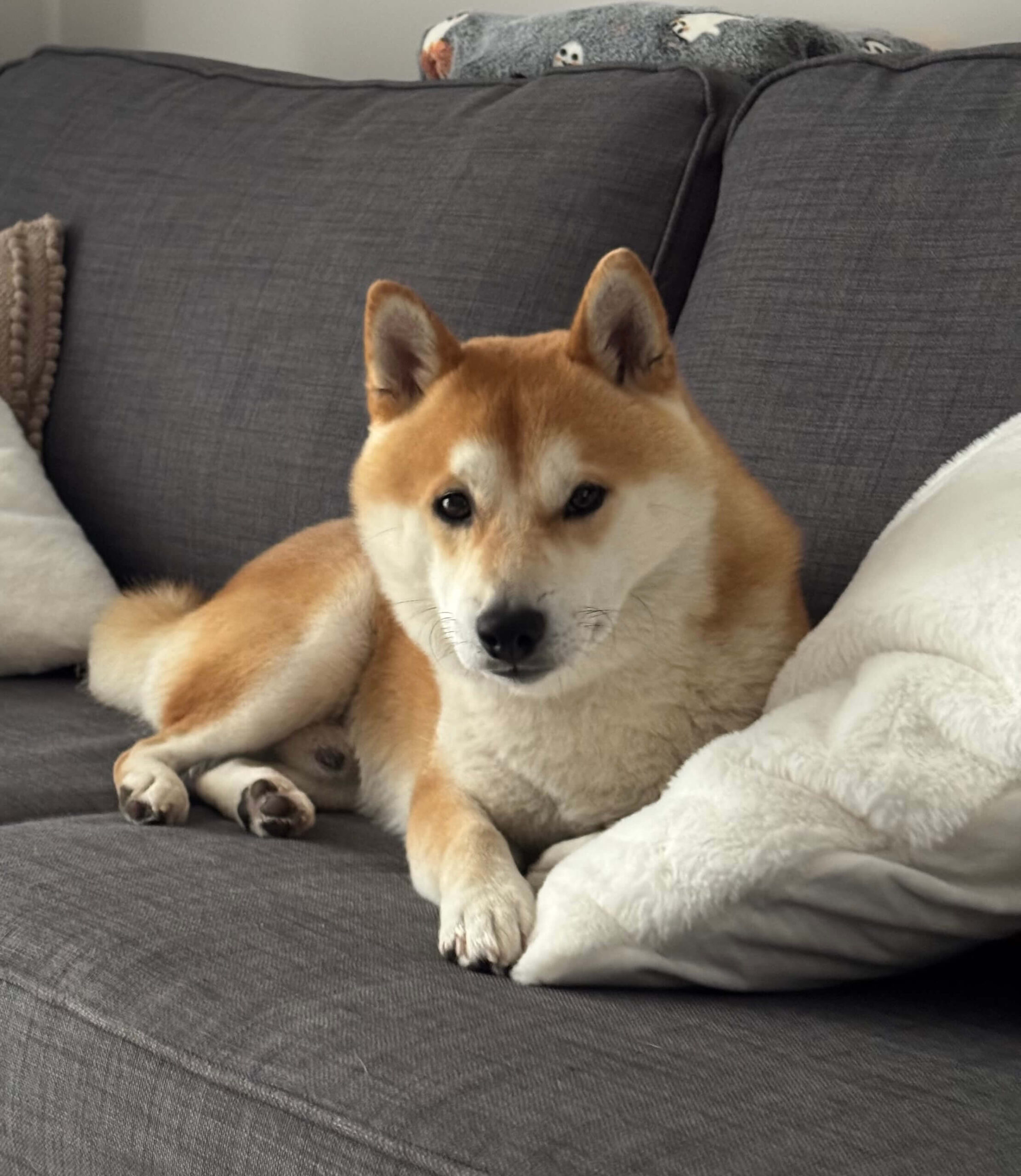 Pies skiba inu podczas konsultacji behawioralnej w Kluczborku