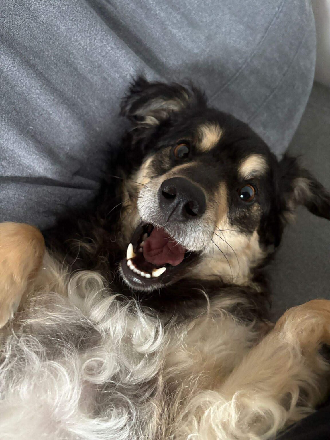 pies lękliwy po terapii behawioralnej