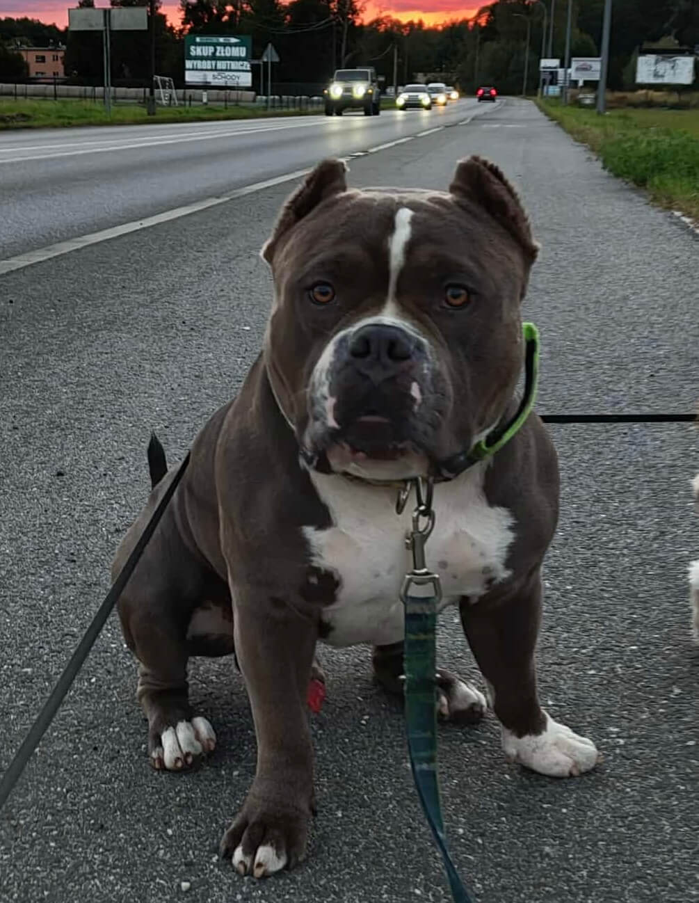 Pies rasy american bulle podczas konsultacji behawioralnej