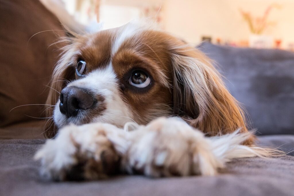 dog, nature, puppy, pet, cavalier king charles spaniel, animal, cute, adorable, spaniel, canine, doggy, sofa, looking up