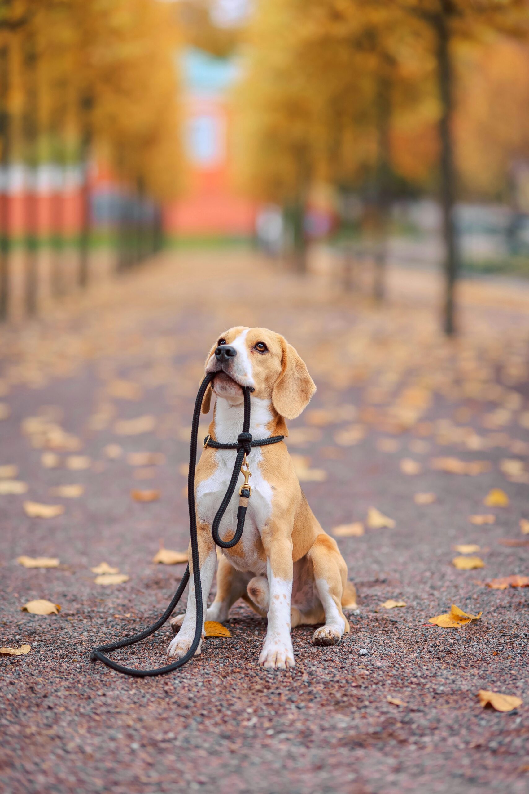 A beagle sits on an autumn park path holding its leash, surrounded by fallen leaves.