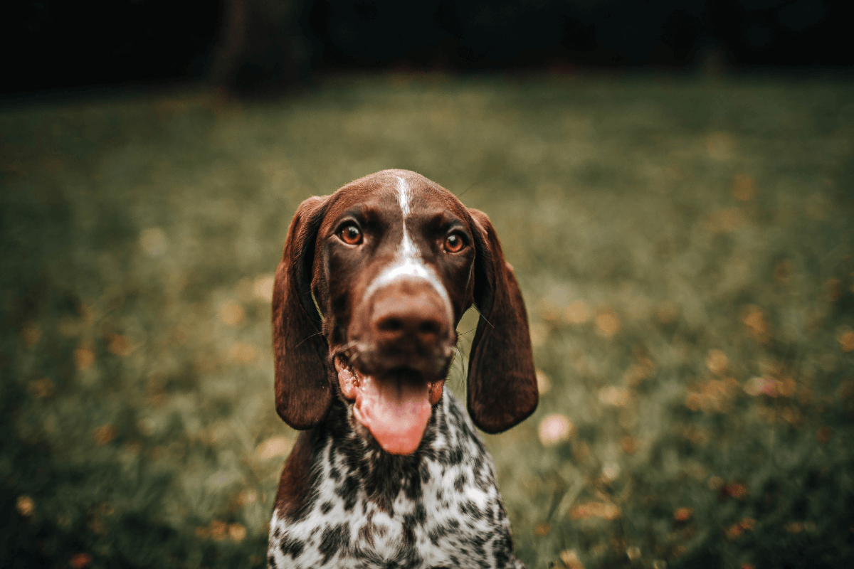 Pies rasy myśliwskiej na konsultacji behawioralnej