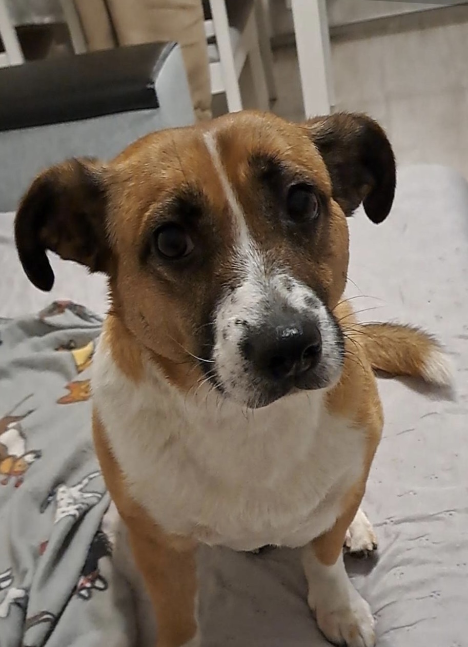 Mila pies z konsultacji behawioralnej, kundelek