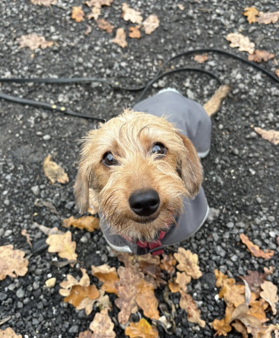 Lotka szczeniak jamnika