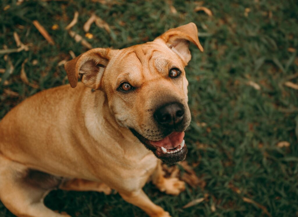 Szczęśliwy i przyjazny pies