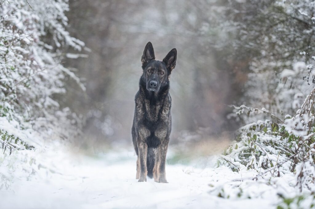 dog, animal, pet, german shepherd dog, nature, canine, snow, winter