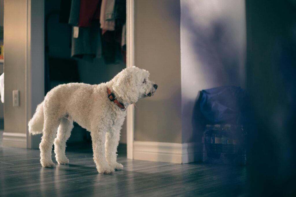 A white fluffy dog stands alert indoors, showcasing its curly fur and collar.